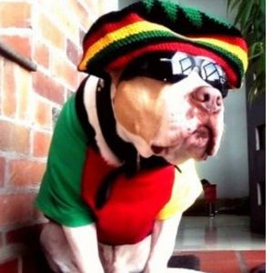 Perro vestido de reggae - Bob Marley